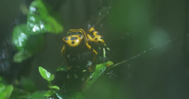 在热带雨林的一片树叶上 一只金黄色的飞镖蛙正栖息着一种可怕的植物 青蛙是亮黄色 有黑斑 有一条黑色条纹从它的背上流下来 四周环绕着绿色 — 图库视频影像