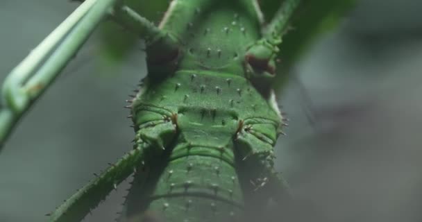 Deze Video Toont Een Groen Stokinsect Een Groene Plant Het — Stockvideo
