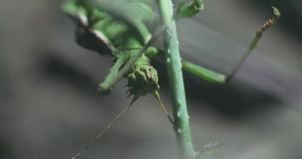 Een Groen Stokinsect Zit Een Tak Het Insect Goed Gecamoufleerd — Stockvideo