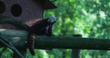 Videoda ağaç dalında oturan kırmızı bir panda var. Kızıl panda ekranın soluna bakıyor. Esniyor, sonra pençesiyle yüzünü tırmalıyor. Kızıl pandanın koyu kırmızı kahverengi kürkü var.