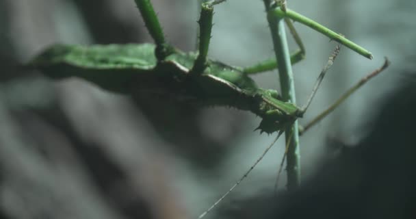 Deze Video Toont Een Ongelooflijke Stok Insect Een Meester Van — Stockvideo