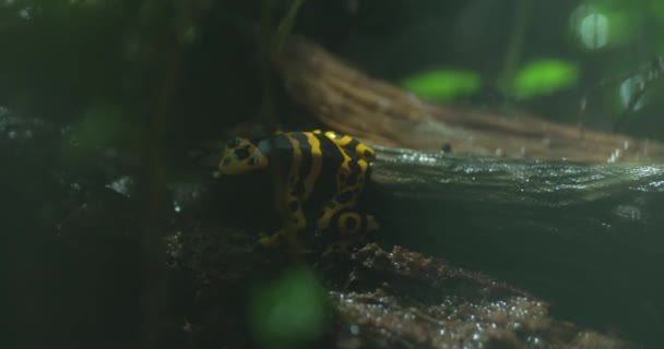 Een Felgekleurde Gele Zwarte Gifkikker Zit Een Tak Het Regenwoud — Stockvideo