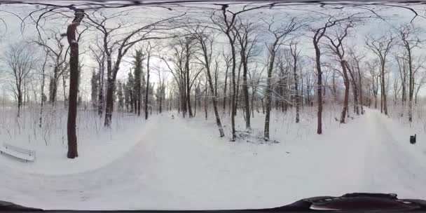 Отправляйтесь Увлекательное Виртуальное Путешествие Безмятежному Зимнему Лесу Этом 360 Градусном — стоковое видео