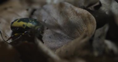 Video, parlak sarı bir arkası, siyah kafası ve kahverengi bir yaprağın üzerinde sürünen bacakları olan çok renkli bir böceği gösteriyor. Böcek yavaş ve dikkatli hareket ediyor, yiyecek arıyor. Bu video...