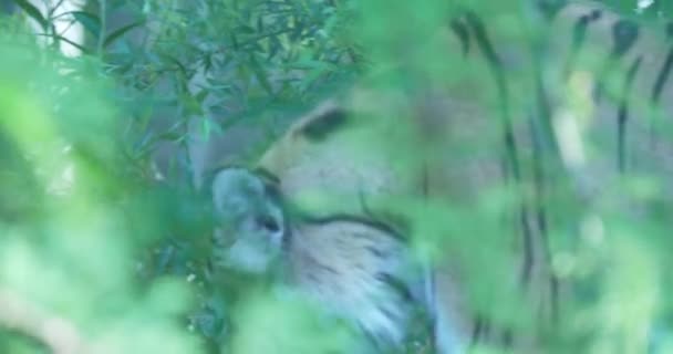 Sercu Bujnej Dżungli Wspaniały Tygrys Potajemnie Przenika Przez Gęste Liście — Wideo stockowe