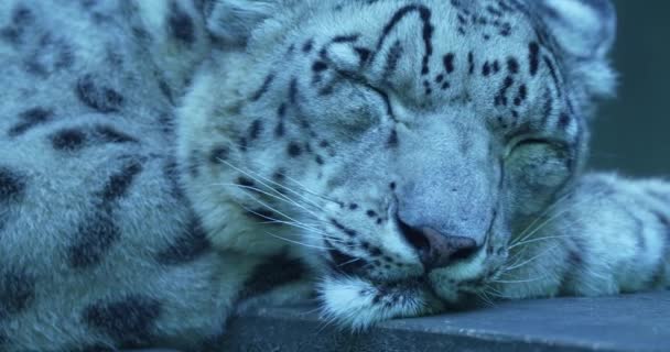 Sněžný Leopard Spí Skále Leopard Stočený Klubíčka Hlavou Tlapkách Hustou — Stock video