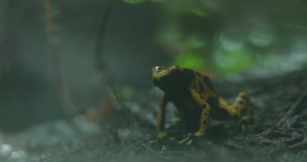 이것은 열대우림에 개구리의 비디오입니다 개구리가 앉아서 주위를 바라보고 있습니다 그것은 — 비디오