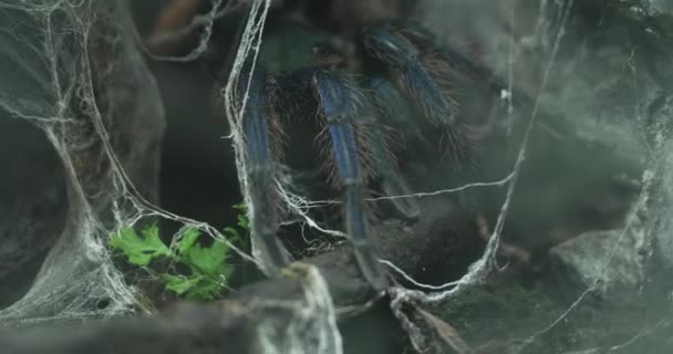 Toto Video Ukazuje Modrou Tarantule Skrývající Temné Štěrbině Tarantula Většinou — Stock video