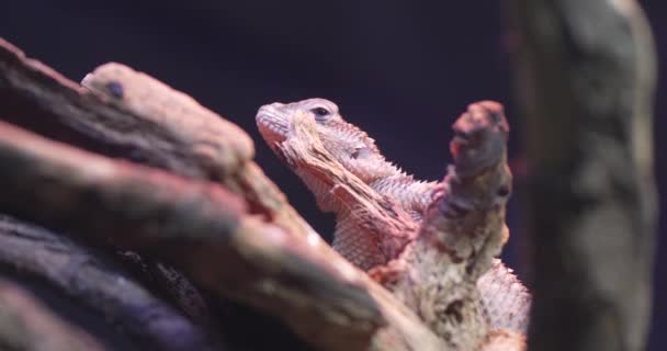 Bearded Dragon Lizard Close Scales Eye Blinking Bearded Dragon Lizard — Stock Video