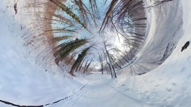 360度のバーチャルリアリティビデオで穏やかな冬の森を巡る魅惑的な旅に出かけます 没入感のある映像は 雪に覆われた森林の中心部にあなたを運びます — ストック動画