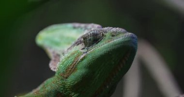 Video yeşil bir bukalemunun yakın çekimini gösteriyor. Bukalemun bir dala oturmuş etrafa bakıyor. Video doğal bir ortamda çekildi ve bukalemun bukalemuna karşı iyi kamufle edildi.