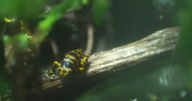 Siyah ve sarı çizgili küçük, parlak renkli bir kurbağa yağmur ormanlarında bir dalda oturuyor. Kurbağa yemyeşil bitki örtüsüyle çevrilidir. Video yakın plan makro tarzda çekiliyor.