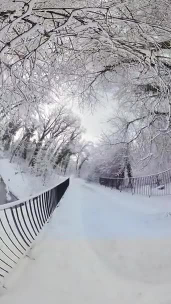 在这个360度的视频中 在冬季的仙境中静静地漫步 白雪覆盖的树木和灌木丛在白雪覆盖的小径上漫步 营造出一种宁静的氛围 唯一的声音是 — 图库视频影像