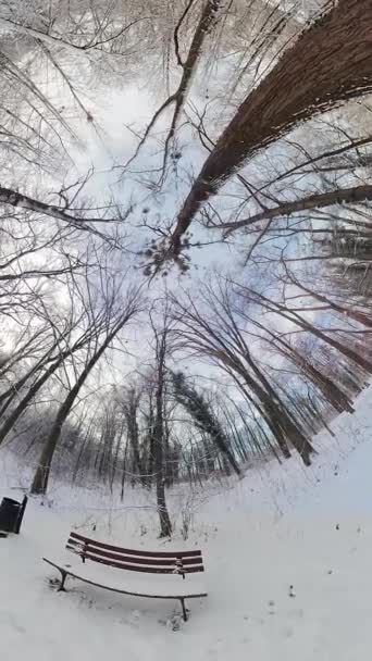 これは雪の森の360度ビデオです ビデオは 視聴者が森に浸かっている感覚を与える低い角度から撮影されました 木々は裸で 雪は太っている — ストック動画