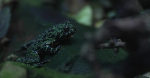 Immerse Yourself Captivating World Green Frog Mesmerizing Video Our Cameras — Stock Video