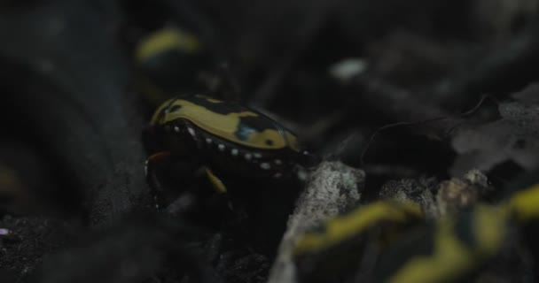 Захватывающее Макровидео Отправляет Путешествие Скрытый Мир Лесного Дна Посмотрите Невероятное — стоковое видео