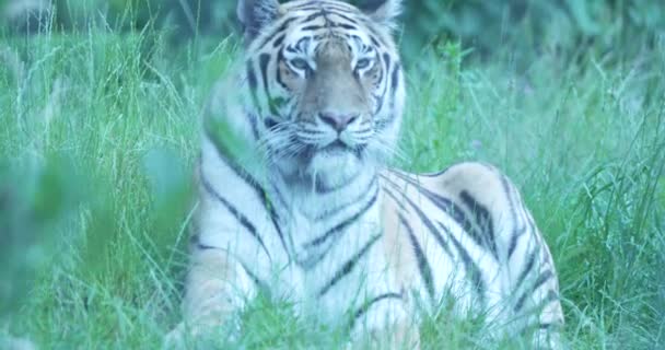 ビデオは草の中の雄大なシベリアの虎を示しています 虎は横になって休んでいて 時には周りを見回している トラの毛皮は美しいオレンジと黒のパターンであり 背景は — ストック動画