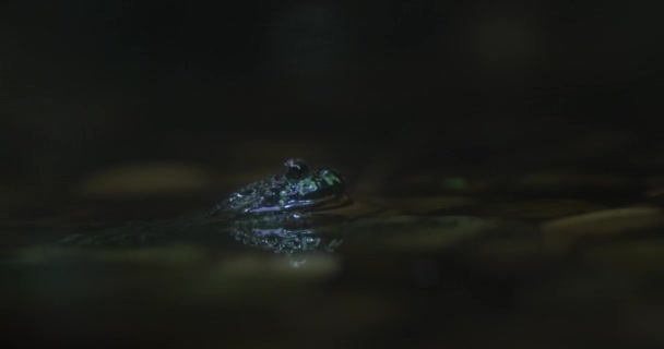夜のカエルの顔のクローズアップは その不気味な皮膚 大きな目 そして突き出る舌を明らかにします カエルは池のリリーパッドの上に座っており その体は月からの光を反映しています イギリス — ストック動画