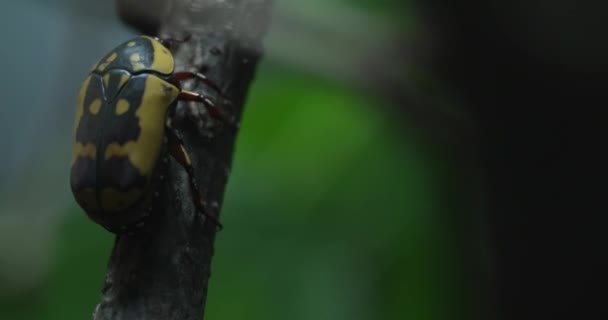 Video Toont Een Veelkleurig Lieveheersbeestje Met Zwarte Vlekken Zijn Rug — Stockvideo