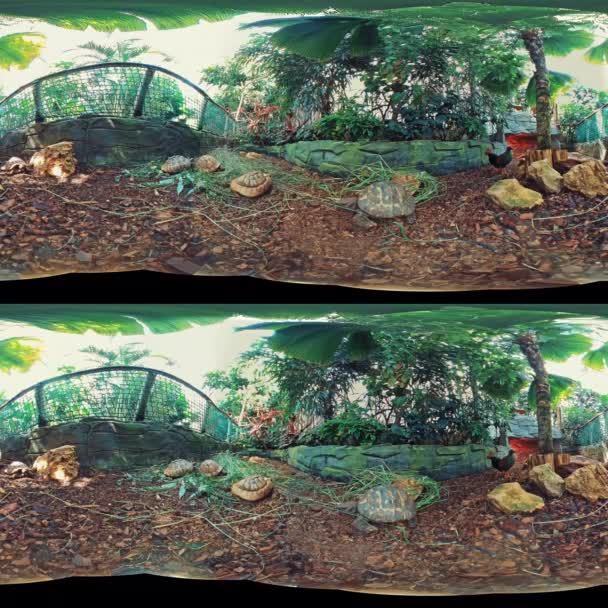 Tomto 360 Stupňovém Videu Vás Vezmeme Ponořenou Cestu Galapágy Kde — Stock video