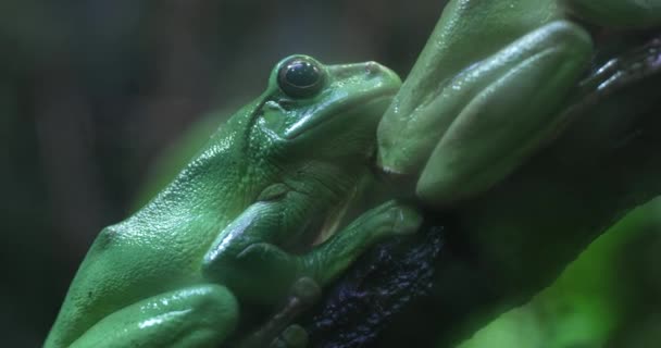 Видео Изображены Две Зелёные Лягушки Спаривающиеся Ветке Лягушки Смотрят Одном — стоковое видео