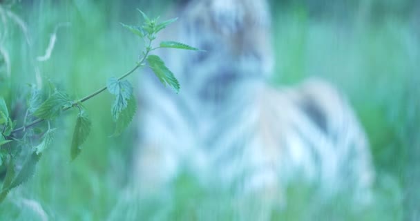 Tigre Está Deitado Grama Alta Tigre Principalmente Escondido Pela Grama — Vídeo de Stock