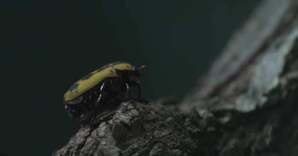 Este Vídeo Close Besouro Amarelo Listrado Rastejando Galho Árvore Besouro — Vídeo de Stock