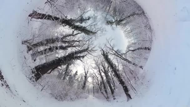 Отправляйтесь Увлекательное Путешествие Безмятежному Зимнему Лесу Этом 360 Градусном Видео — стоковое видео
