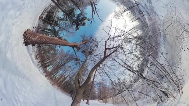 在这个淹没的360度的视频中 在宁静的雪地森林中展开迷人的旅程 当你踏入一个被冰雹覆盖的世界时 迷人的冬季美景被赋予了生命力 — 图库视频影像