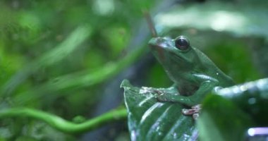 Yeşil bir ağaç kurbağası yaprağın üzerinde oturur ve etrafına bakar. Kurbağa çoğunlukla kahverengi ve siyah işaretlerle yeşildir. Büyük, şişkin gözleri ve geniş bir ağzı var. Yaprak büyük ve yeşil, sivri uçlu.