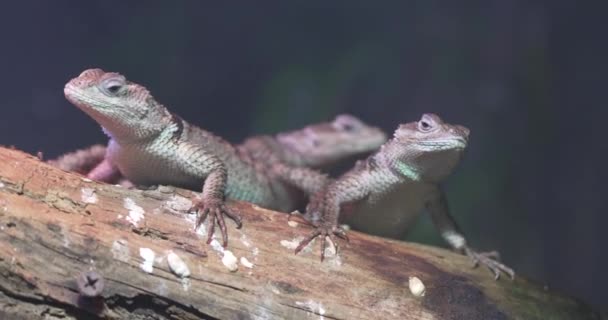 Close Three Lizards Branch Lizards All Same Species All Facing — Stock Video