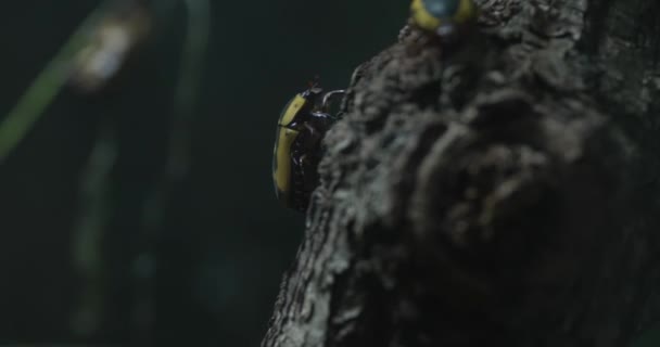 在这个迷人的宏观视频中 两只华丽的甲虫在树干的崎岖地形中展现了它们生机勃勃的色彩 他们闪亮的 黄色图案的外墙突出地反对 — 图库视频影像