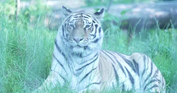 Nel Cuore Della Taiga Una Magnifica Tigre Siberiana Emerge Dall — Video Stock