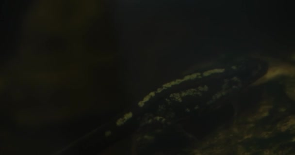 Nelle Oscure Profondità Illuminate Regno Sottomarino Una Tartaruga Solitaria Intraprende — Video Stock
