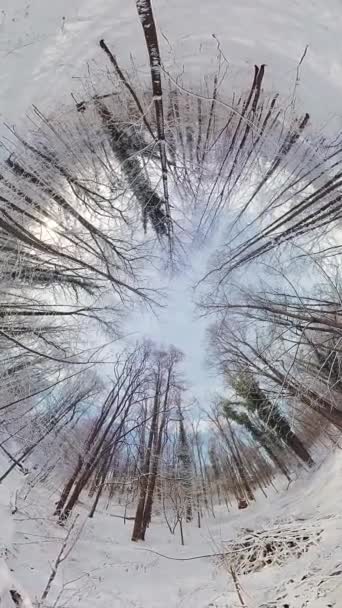 この360度のビデオで穏やかな冬の森を巡る魅惑的な旅に出かけます 魅惑的な景色は雪に覆われた木々を示し 上に魅了されたキャノピーを作り出します あなたが事実上ステップすると — ストック動画