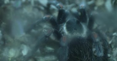 Bu video yeşil arka planda cam üzerinde yürüyen bir tarantulayı gösteriyor. Tarantula siyah ve kıllıdır. Vücudunda kırmızı ve beyaz işaretler vardır. Yavaşça ve kasten hareket eder.