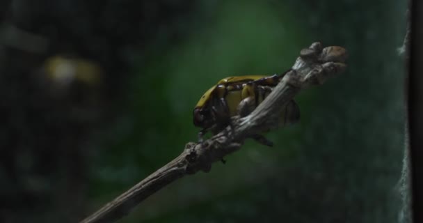 Büyüleyici Video Dalda Tünemiş Altın Kaplumbağa Böceğinin Yakından Kişisel Bir — Stok video