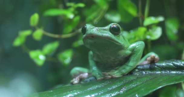 一只绿色的青蛙坐在水族馆的叶子上 青蛙睁大了眼睛面对着摄像机 青蛙的皮肤光滑湿润 身体呈明亮的绿色 叶子又大又绿 — 图库视频影像