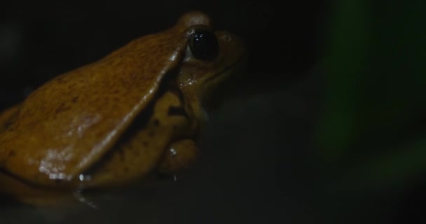 Film Przedstawia Zbliżenie Brązowej Żaby Siedzącej Skale Ciemnym Otoczeniu Żaba — Wideo stockowe