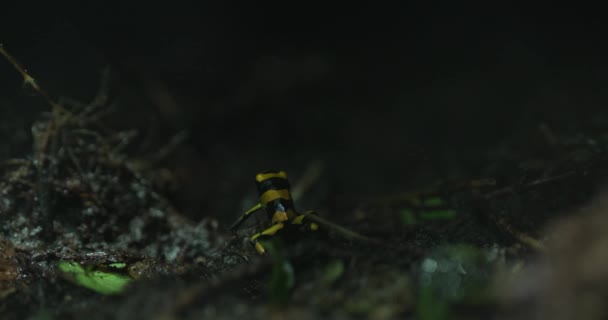 Золотой Ядовитый Дротик Phyllobates Terribilis Маленькая Ярко Окрашенная Лягушка Найденная — стоковое видео