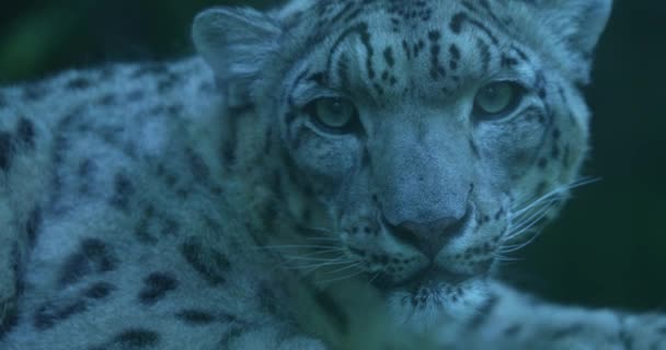 一只雪豹在山上的岩石上休息 猎豹用锐利的绿眼睛看着摄像机 它的毛又厚又白 有黑斑 背景是一片模糊的绿色 — 图库视频影像