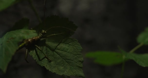 Una Mantis Religiosa Una Hoja Mantis Religiosa Insecto Carnívoro Que — Vídeos de Stock