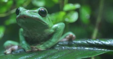 Yeşil bir kurbağa yaprağın üzerinde oturur ve etrafına bakar. Kurbağa çoğunlukla yeşildir ve sırtında daha koyu yeşil noktalar ve beyaz bir göbeği vardır. Büyük, siyah gözleri ve geniş bir ağzı var. Yaprak büyük ve...