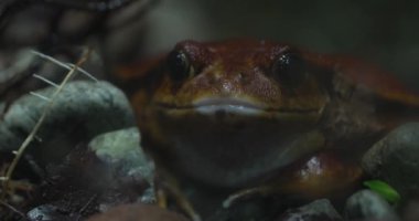 Bu video yosunlu zeminde oturan bir kurbağanın yakın çekim görüntüsünü sağlıyor. Kurbağa kahverengi ve siğilli, büyük, siyah gözleri var. Hiç kıpırdamadan oturuyor ve kameraya bakıyor gibi görünüyor. Şey...