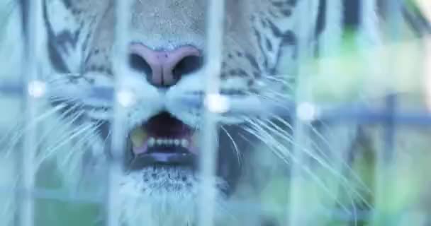 Questo Video Mostra Primo Piano Una Tigre Dietro Sbarre Uno — Video Stock