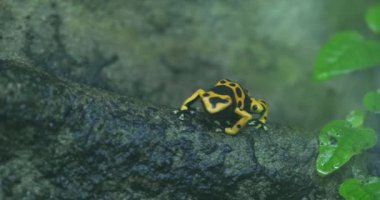 Yağmur ormanlarındaki bir kayanın üzerinde altın zehirli bir dart kurbağası oturuyor. Kurbağa siyah benekli parlak sarıdır ve uzun, yapışkan bir dili vardır. Kaya yosunla kaplı ve yeşil yapraklar var.