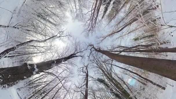 这个360度的视频从独特的角度捕捉了冬季森林迷人的美丽 当摄像机在雪地上飞驰时 观众们看到的景象令人叹为观止 — 图库视频影像