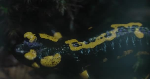 Hasičský Salamandr Plazí Mechové Posteli Mlok Černý Žlutými Skvrnami Dlouhé — Stock video