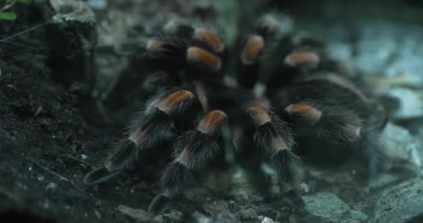 Ten Film Prezentuje Widok Żywą Tarantulę Jej Naturalnym Środowisku Tarantula — Wideo stockowe