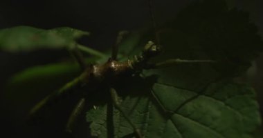 Bu video bir yaprağın üzerindeki peygamber devesini gösteriyor. Peygamberdevesi iyi kamufle olmuş ve onu yaprağın üzerinde görmek zor. Peygamberdevesi hareket etmiyor ve avını bekliyor gibi görünüyor. Video.